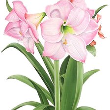 Схема вышивки «№1872505»