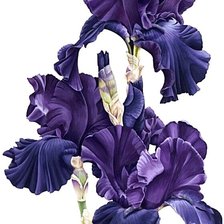 Схема вышивки «№1872506»