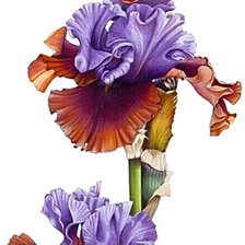 Схема вышивки «№1872511»