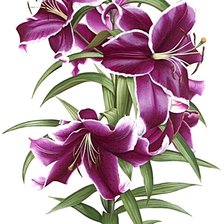 Схема вышивки «№1872512»