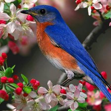 Схема вышивки «Синяя птичка»