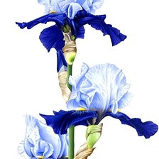 Схема вышивки «№1872524»