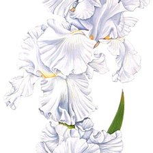 Схема вышивки «№1872525»