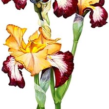 Схема вышивки «№1872533»