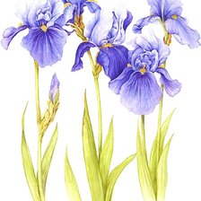 Схема вышивки «№1872539»