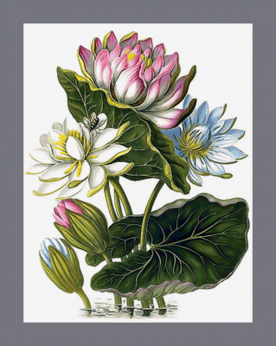 Серия "Лотосы" - флора, лотосы, цветы - предпросмотр