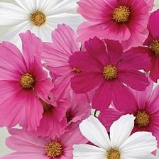 Схема вышивки «КОСМЕЯ»