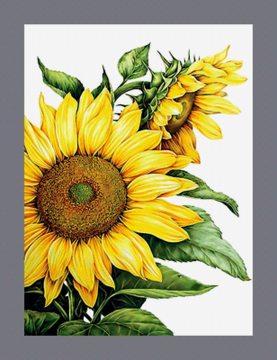 Серия "Подсолнухи" - флора, цветы, подсолнухи - предпросмотр