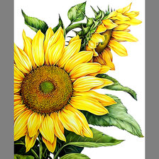 Схема вышивки «Серия "Подсолнухи"»