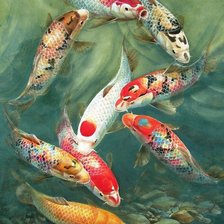 9 карпов кои