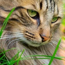 Схема вышивки «Кошка»