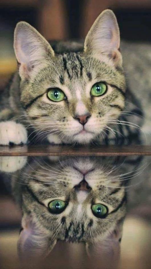 Кошка - кошка - оригинал