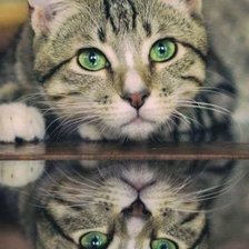 Схема вышивки «Кошка»