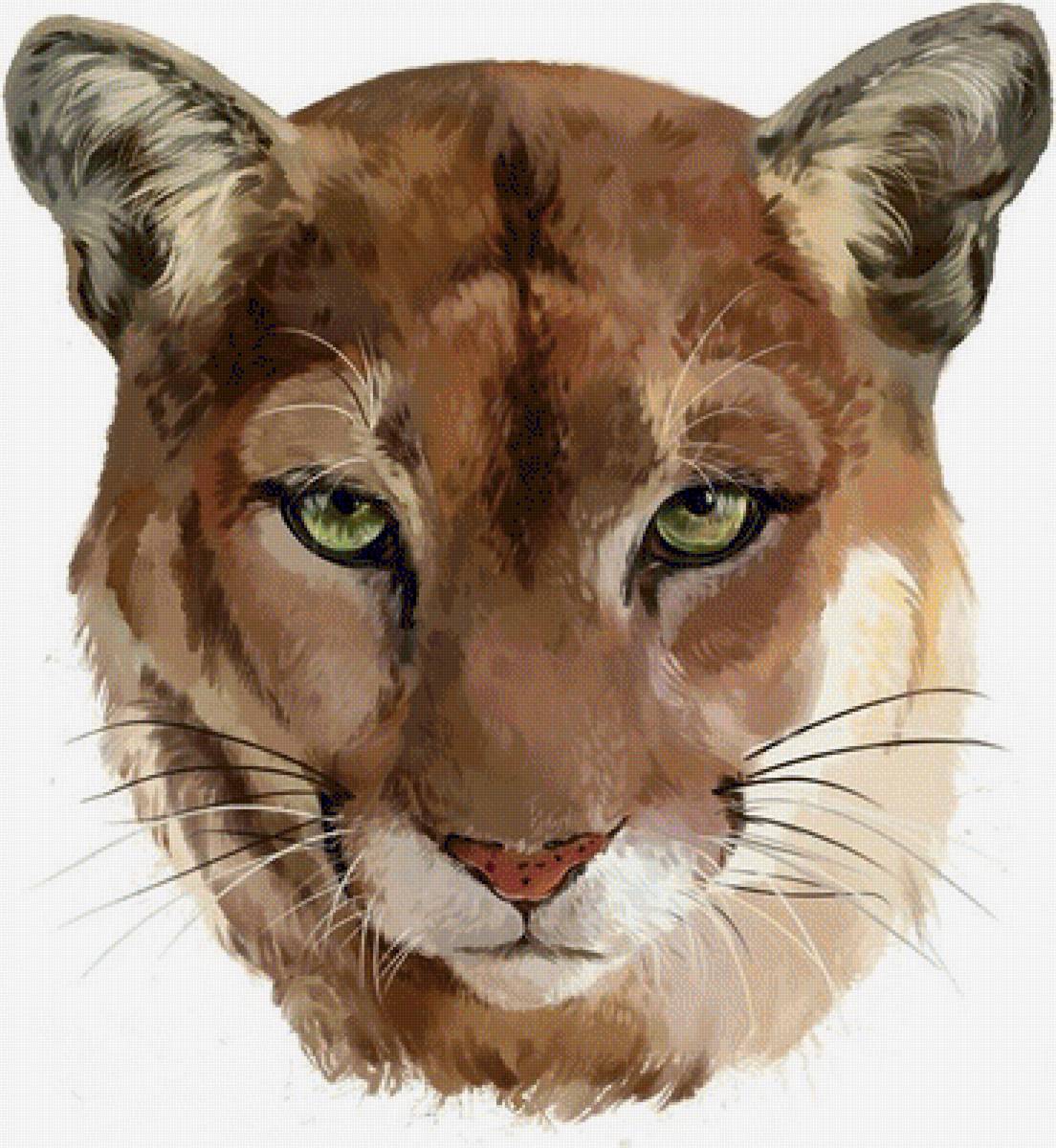 Пума - животные, пума, рисунок - предпросмотр