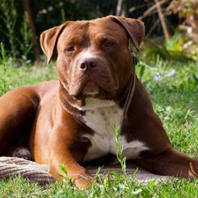 Схема вышивки «питбуль»