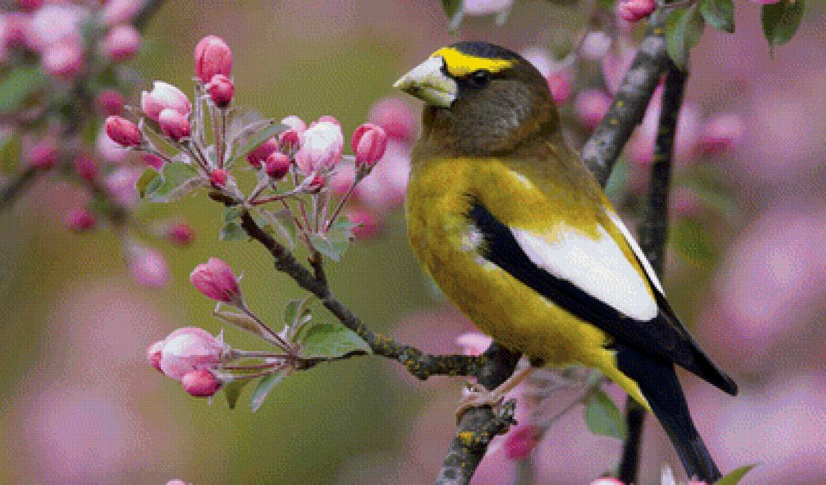 Птичка на ветке - весна, птичка, птица, ветка, цвет, цветение - предпросмотр