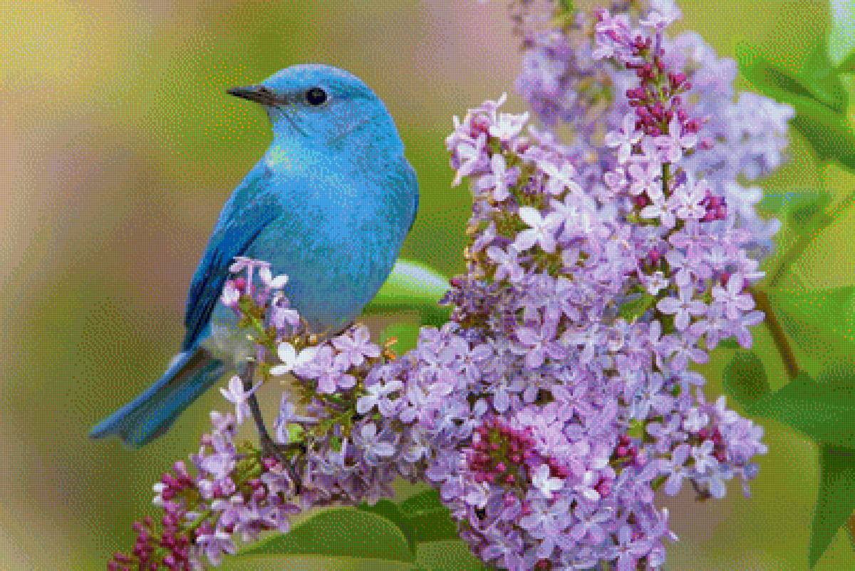 Синяя птичка - сирень, птица, птичка - предпросмотр