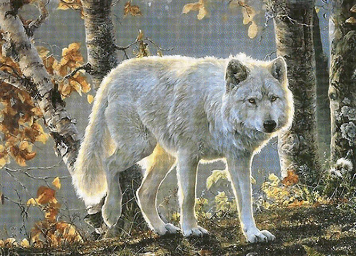 белый волк - мир животных - предпросмотр