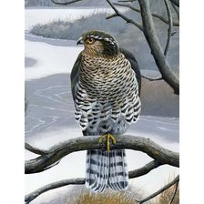 Схема вышивки «Ястреб»