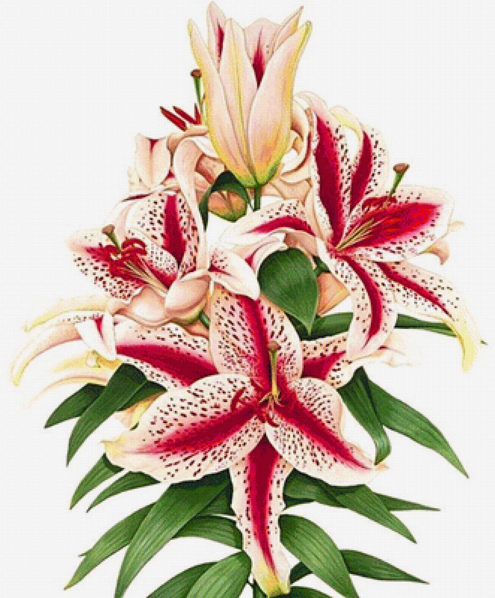 cvetok - предпросмотр