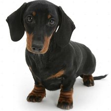 Схема вышивки «Таксеныш»