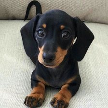 Схема вышивки «Таксеныш»