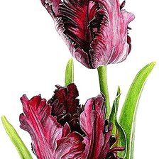 Схема вышивки «№1874053»