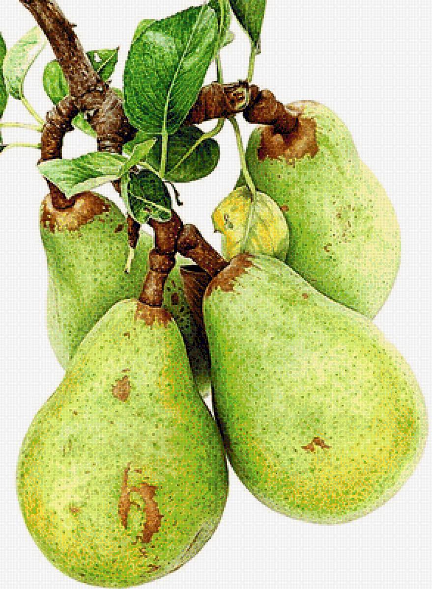 №1874180 - груши - предпросмотр