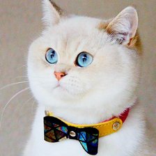 Схема вышивки «Котик»