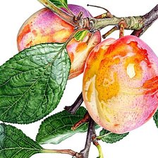 Схема вышивки «№1874233»