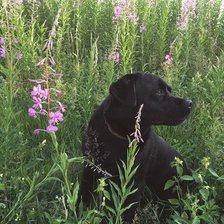 Схема вышивки «Дей»