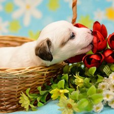 Схема вышивки «Щенок и цветы»