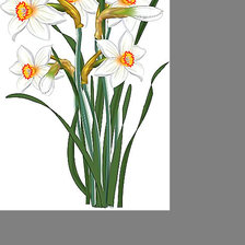 Схема вышивки «Серия "Нарциссы"»