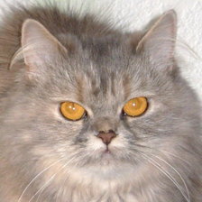 Схема вышивки «кошка Топка»