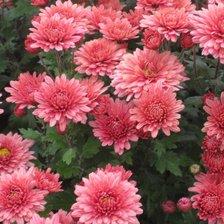 Схема вышивки «Хризантемы в саду»