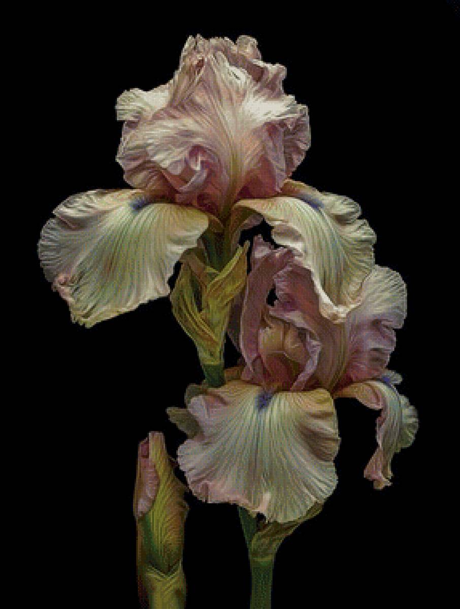 Ирис - ирис, цветы, цветок - предпросмотр