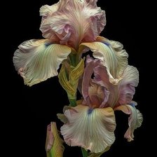 Схема вышивки «Ирис»