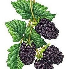 Схема вышивки «на кухню»