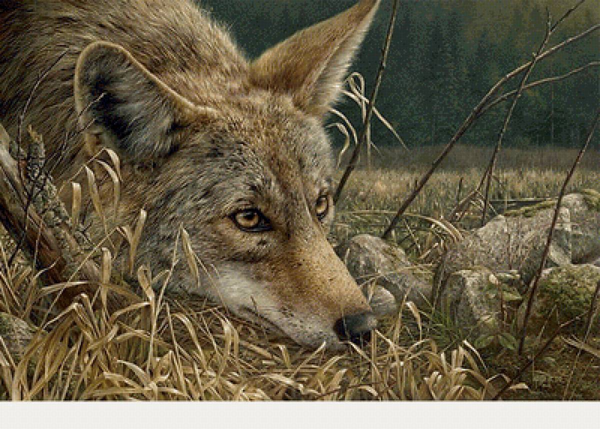 Волк - звери, животные - предпросмотр