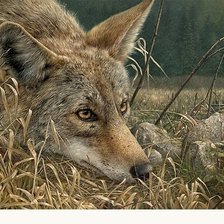 Схема вышивки «Волк»