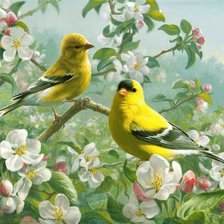 Схема вышивки «Птички»