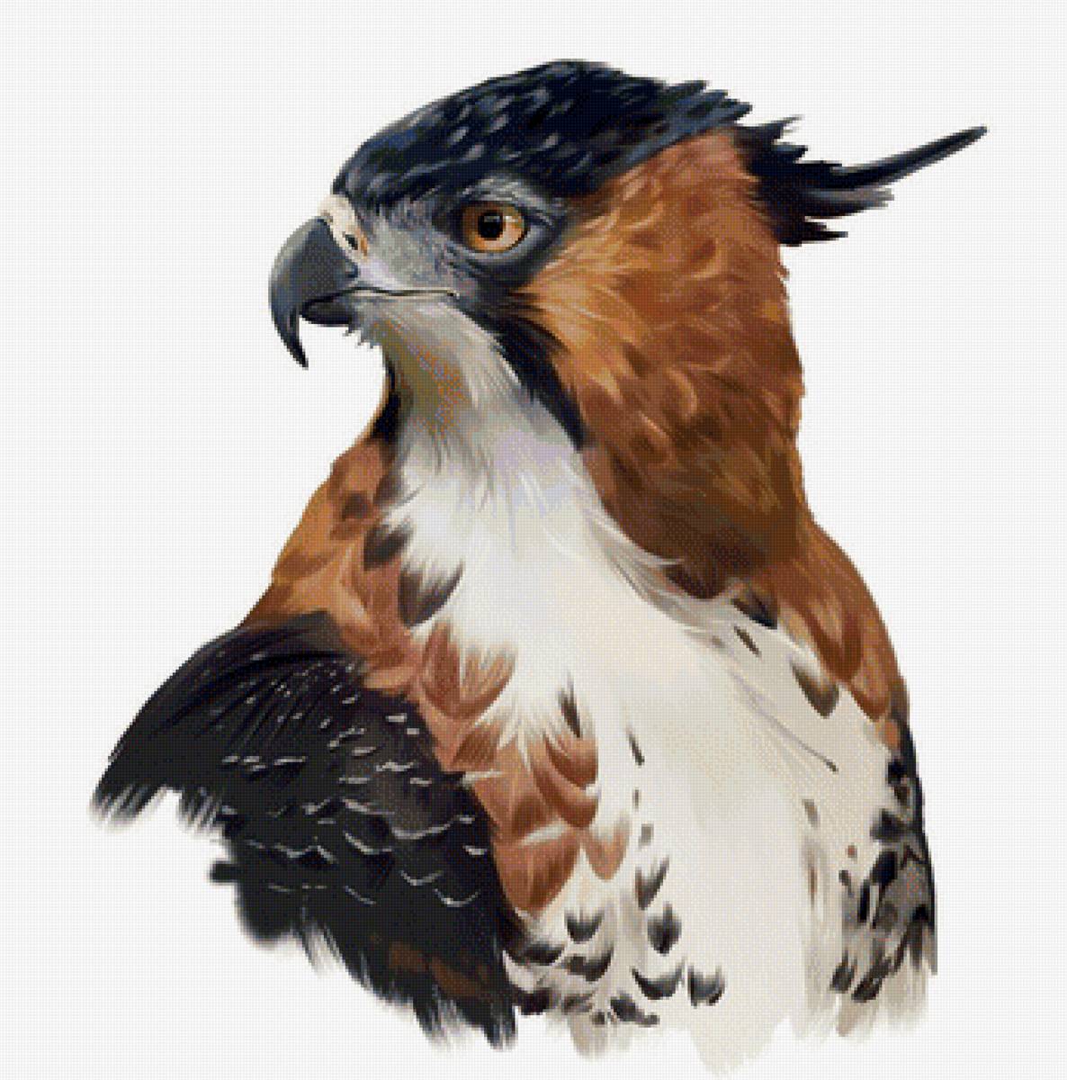 Ястреб - ястреб, рисунок, птица - предпросмотр