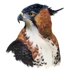 Схема вышивки «Ястреб»