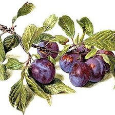 Ветка сливы