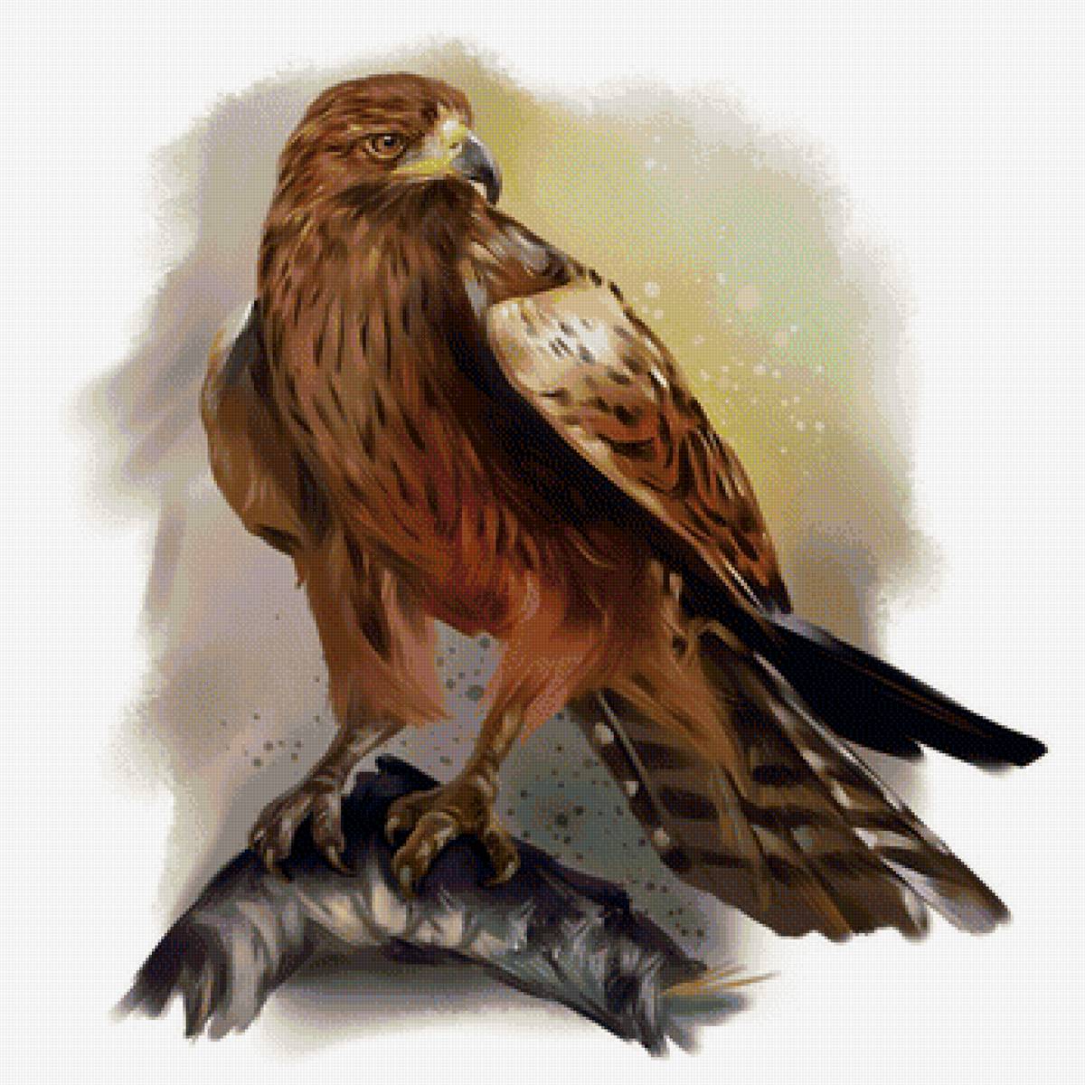 Орёл - рисунок, птица, орел - предпросмотр