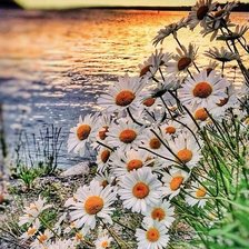 Схема вышивки «ромашковый рай»