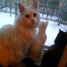 Схема вышивки «Мои любимые котики»