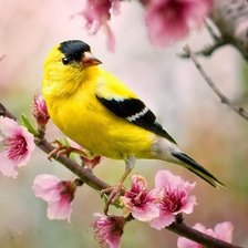 Схема вышивки «Птичка на ветке»