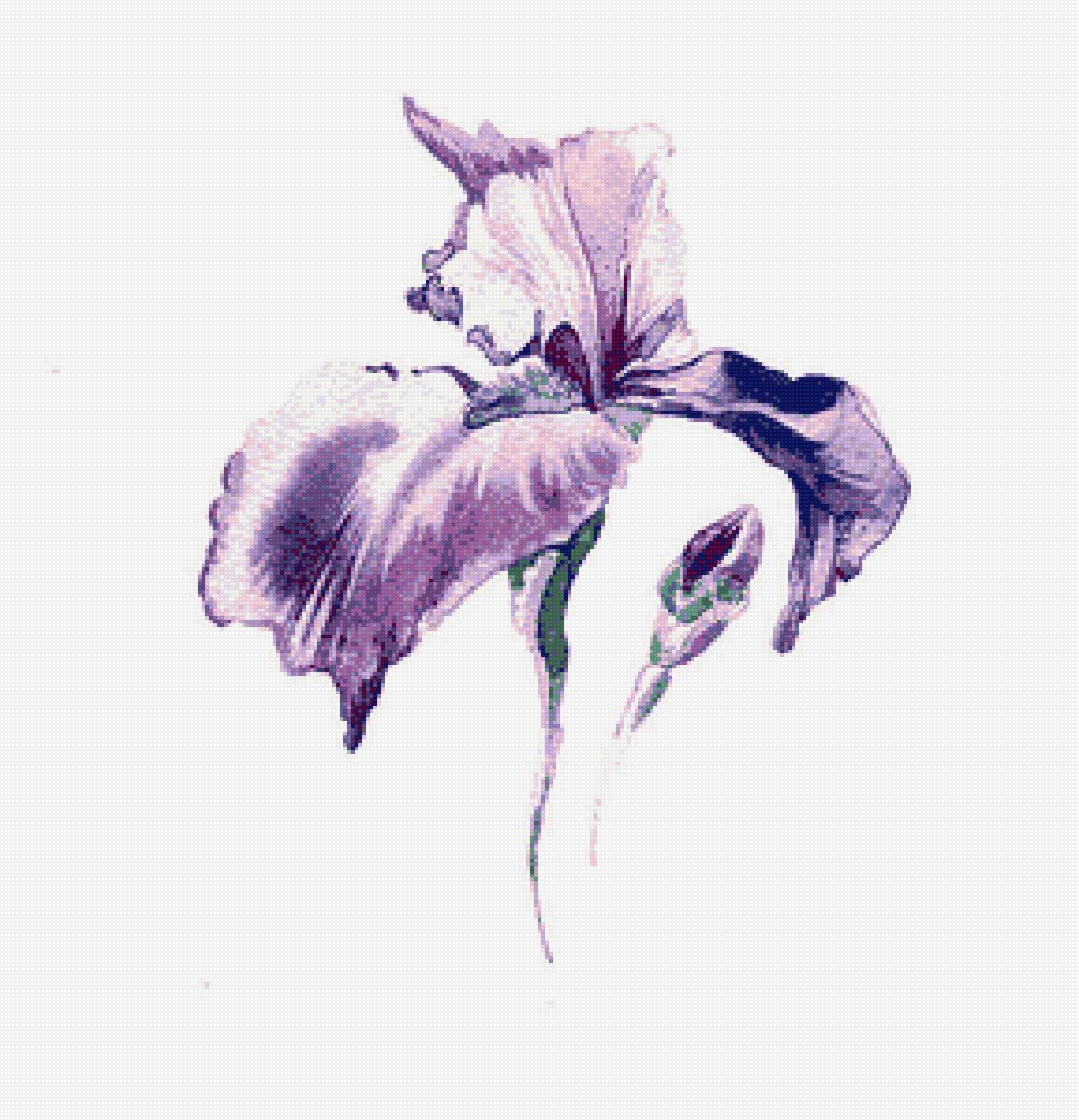 Ирис - цветы, ирис, акварель - предпросмотр