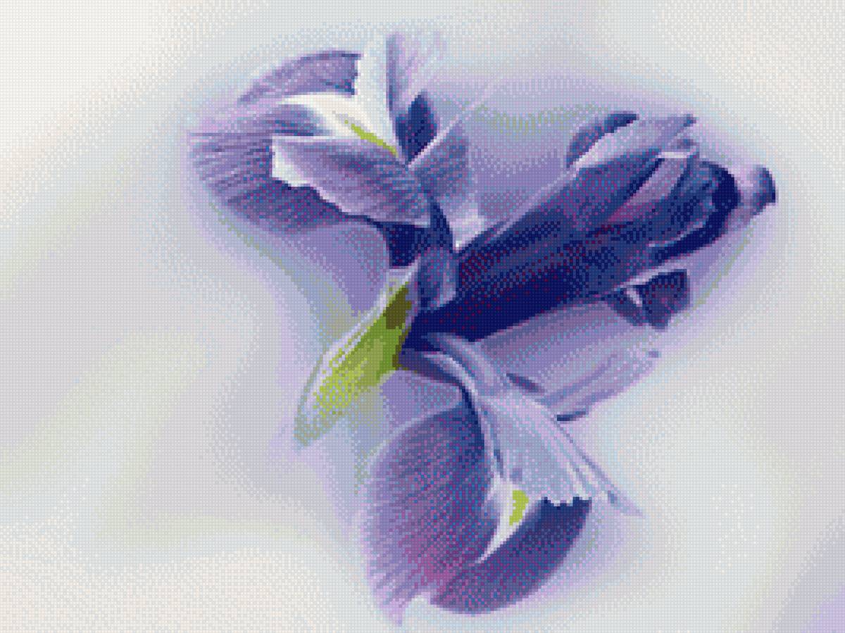 Ирис синий - ирис, акварель, синий, цветы - предпросмотр